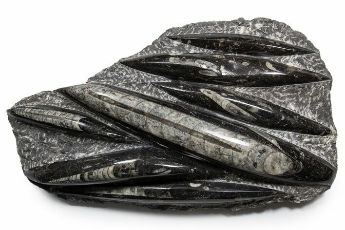 Polished Fossil Orthoceras (Cephalopod) Plate - Morocco #341365